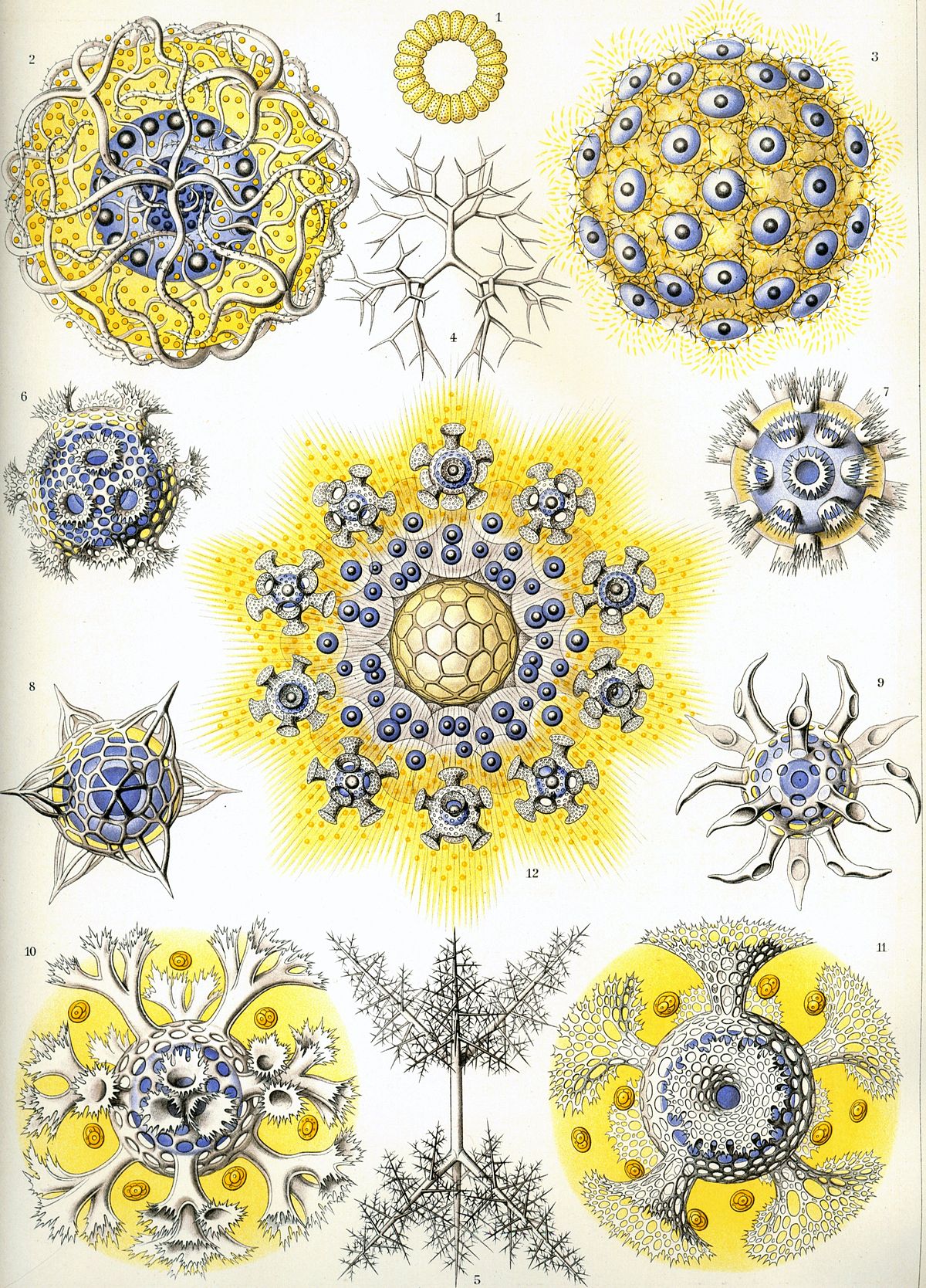 ersnt%20haeckel